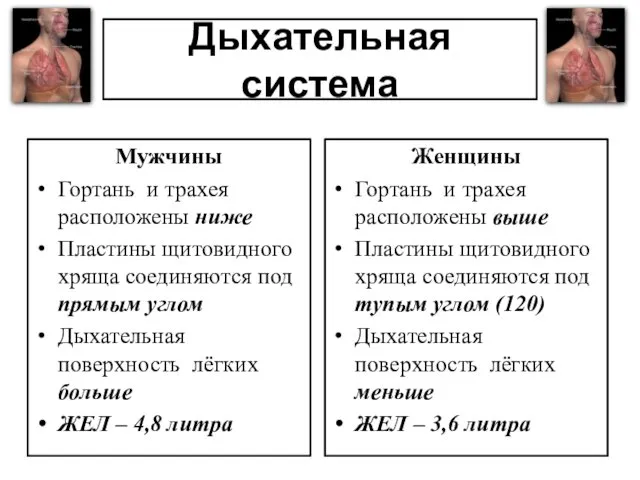 Дыхательная система Мужчины Гортань и трахея расположены ниже Пластины щитовидного