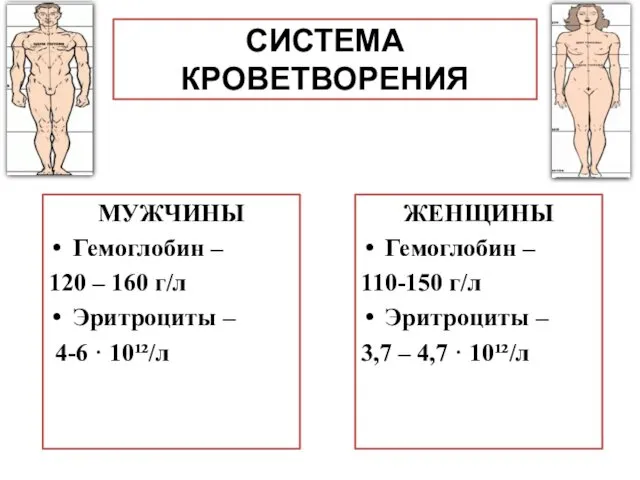 СИСТЕМА КРОВЕТВОРЕНИЯ МУЖЧИНЫ Гемоглобин – 120 – 160 г/л Эритроциты – 4-6 ·