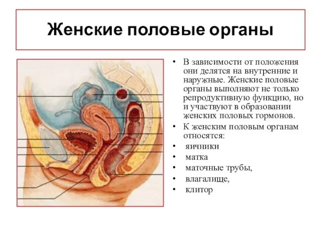 Женские половые органы В зависимости от положения они делятся на внутренние и наружные.