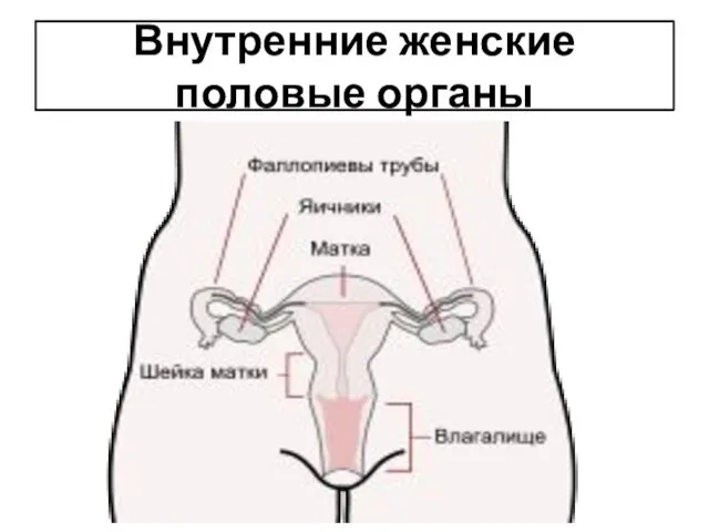 Внутренние женские половые органы