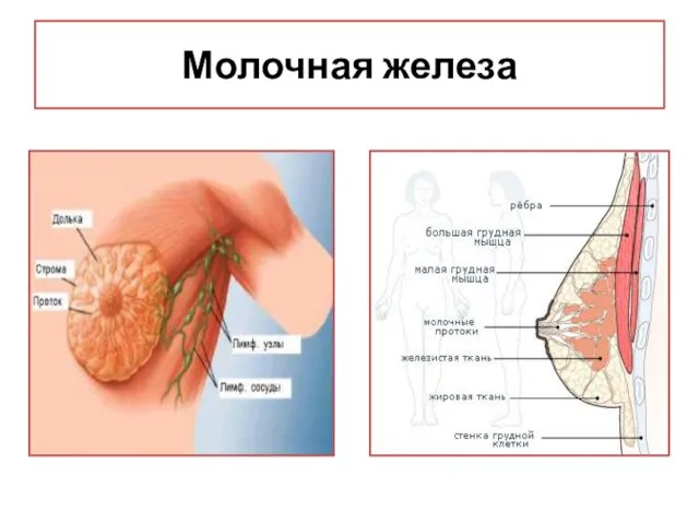 Молочная железа