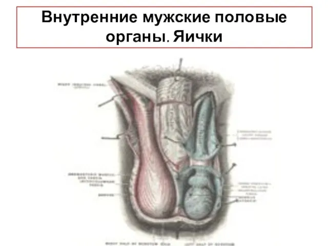 Внутренние мужские половые органы. Яички