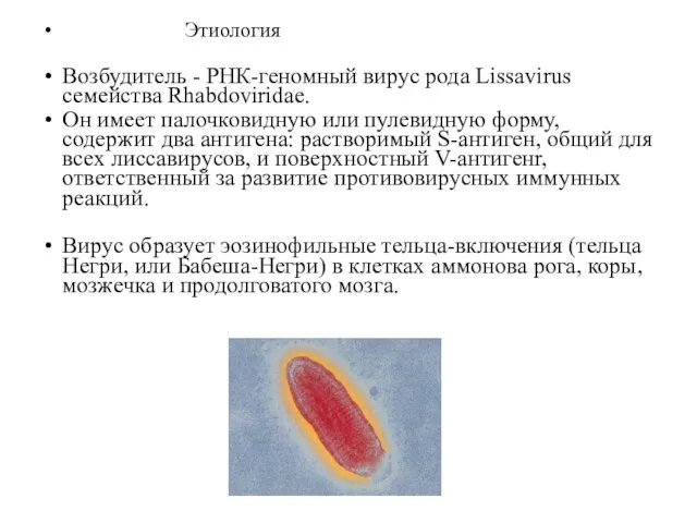 Этиология Возбудитель - РНК-геномный вирус рода Lissavirus семейства Rhabdoviridae. Он