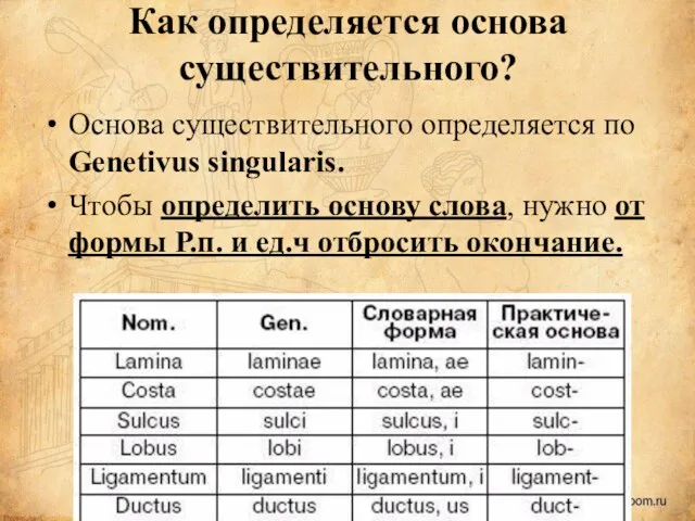 Как определяется основа существительного? Основа существительного определяется по Genetivus singularis.