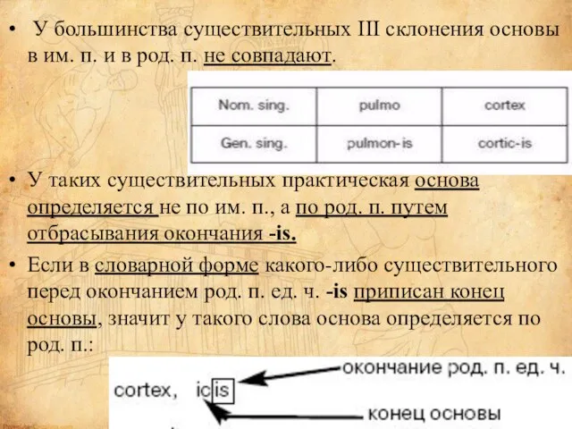 У большинства существительных III склонения основы в им. п. и