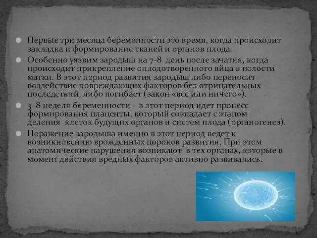 Первые три месяца беременности это время, когда происходит закладка и