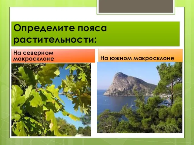 Определите пояса растительности: На северном макросклоне На южном макросклоне