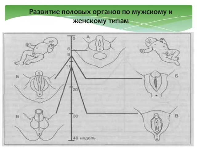 Развитие половых органов по мужскому и женскому типам