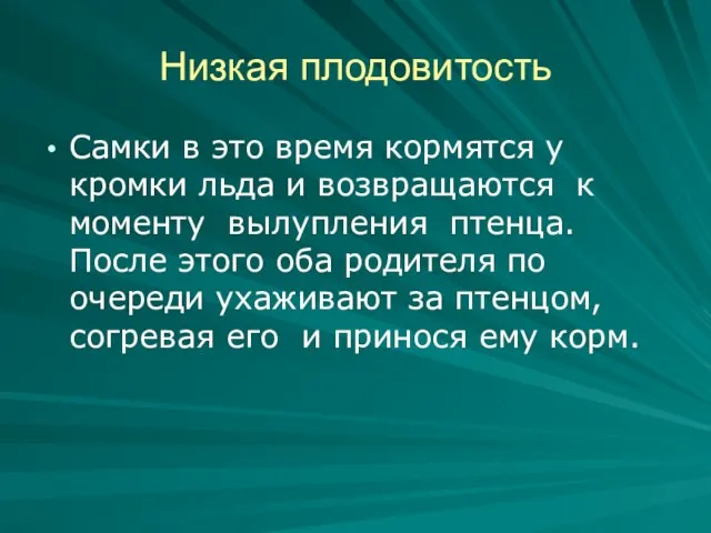 Низкая плодовитость Самки в это время кормятся у кромки льда