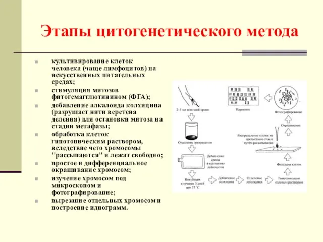 Этапы цитогенетического метода культивирование клеток человека (чаще лимфоцитов) на искусственных