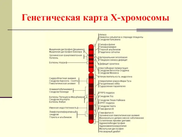 Генетическая карта Х-хромосомы