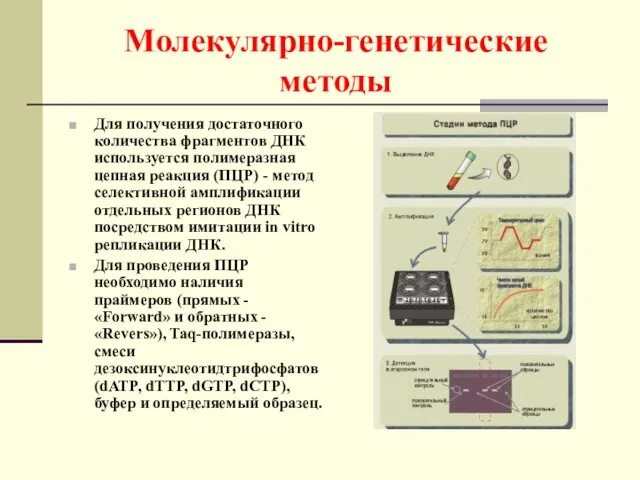 Молекулярно-генетические методы Для получения достаточного количества фрагментов ДНК используется полимеразная