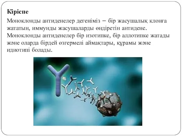 Кіріспе Моноклонды антиденелер дегеніміз – бір жасушалық клонға жататын, иммунды