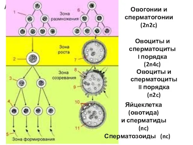 Овогонии и сперматогонии (2n2c) Овоциты и сперматоциты I порядка (2n4c) Овоциты и сперматоциты
