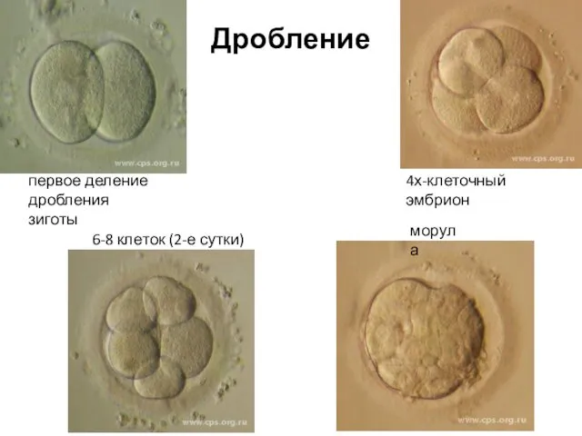 Дробление первое деление дробления зиготы 4х-клеточный эмбрион 6-8 клеток (2-е сутки) морула