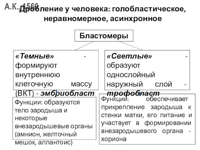 Дробление у человека: голобластическое, неравномерное, асинхронное Бластомеры «Темные» - формируют внутреннюю клеточную массу