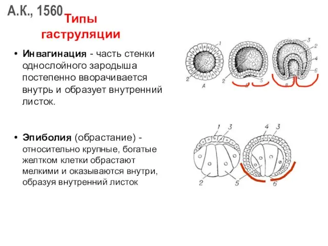 Инвагинация - часть стенки однослойного зародыша постепенно вворачивается внутрь и