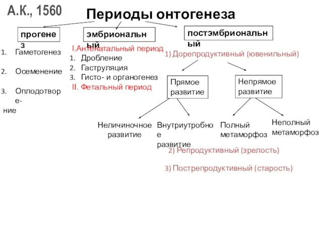 Периоды онтогенеза Прямое развитие Непрямое развитие Неличиночное развитие Внутриутробное развитие Полный метаморфоз Неполный