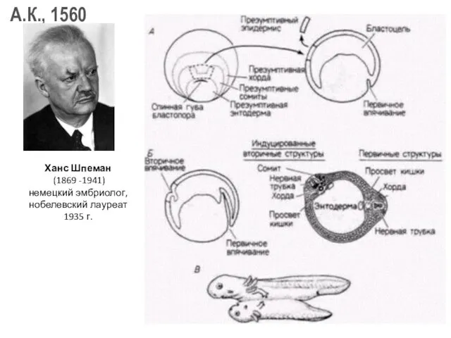 Ханс Шпеман (1869 -1941) немецкий эмбриолог, нобелевский лауреат 1935 г.
