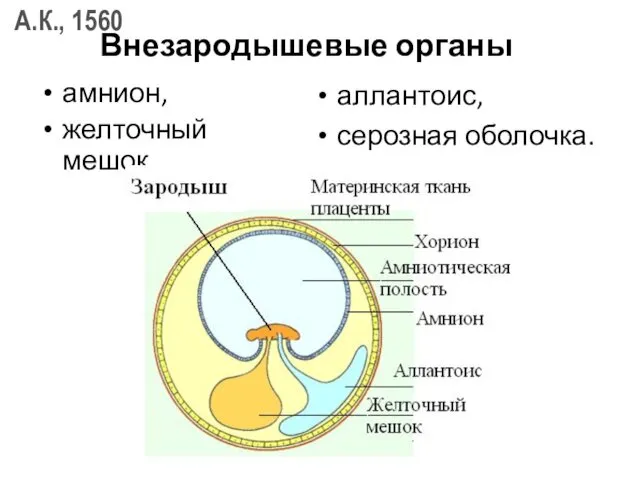 Внезародышевые органы амнион, желточный мешок, аллантоис, серозная оболочка.