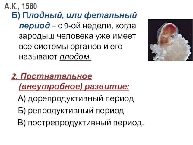 Б) Плодный, или фетальный период – с 9-ой недели, когда зародыш человека уже