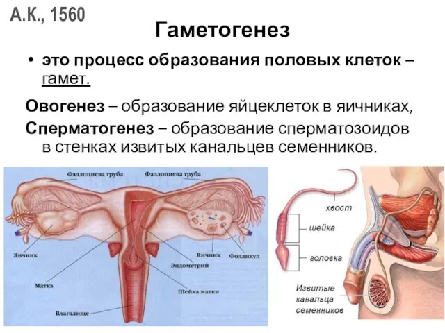 Гаметогенез это процесс образования половых клеток – гамет. Овогенез –