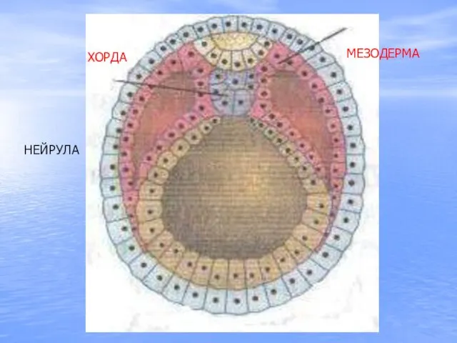 НЕЙРУЛА ХОРДА МЕЗОДЕРМА