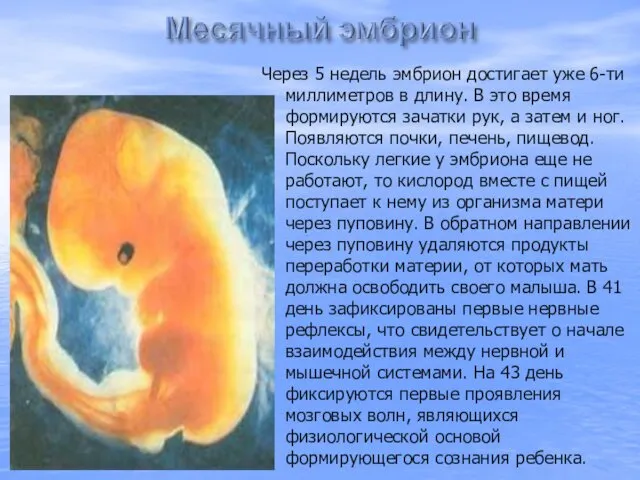 Через 5 недель эмбрион достигает уже 6-ти миллиметров в длину.