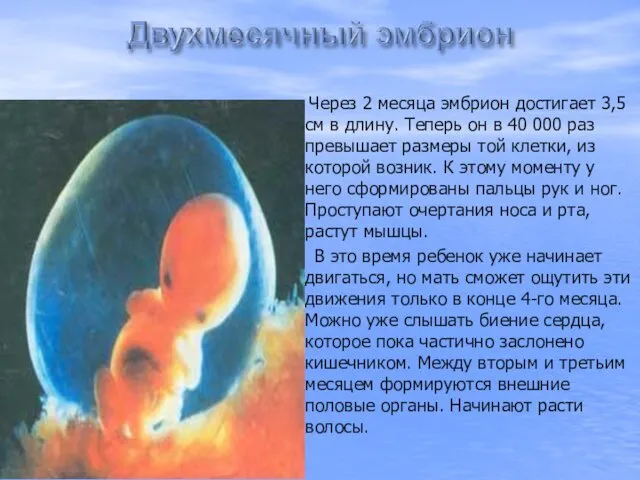 Через 2 месяца эмбрион достигает 3,5 см в длину. Теперь он в 40