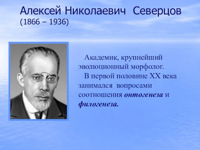 Алексей Николаевич Северцов (1866 – 1936) Академик, крупнейший эволюционный морфолог. В первой половине