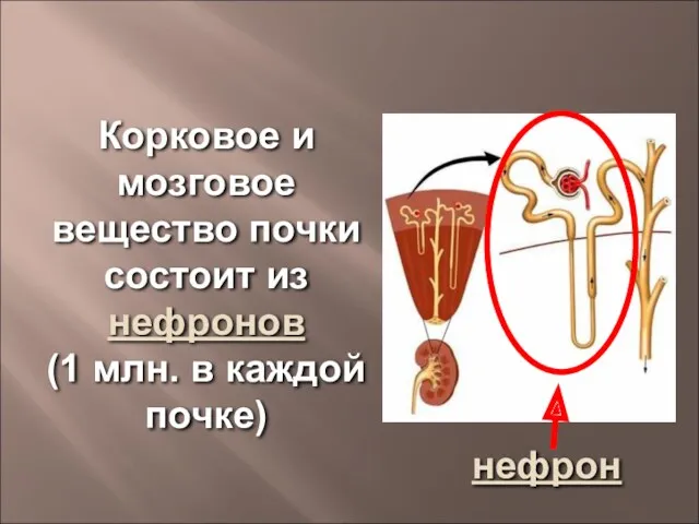 Корковое и мозговое вещество почки состоит из нефронов (1 млн. в каждой почке) нефрон