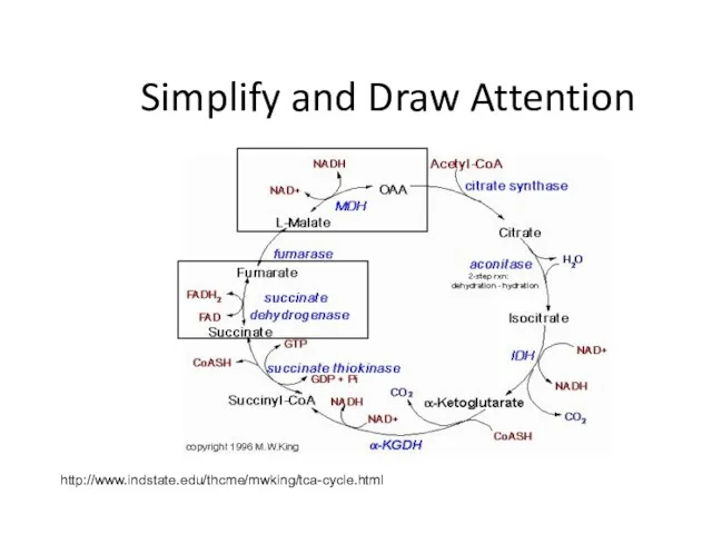 Simplify and Draw Attention http://www.indstate.edu/thcme/mwking/tca-cycle.html