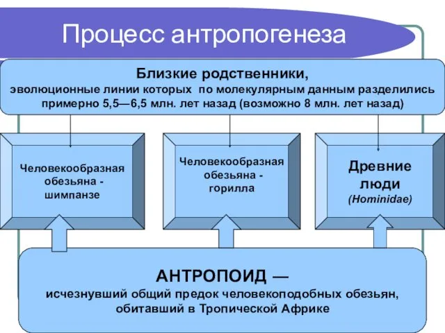 Процесс антропогенеза п АНТРОПОИД ― исчезнувший общий предок человекоподобных обезьян,