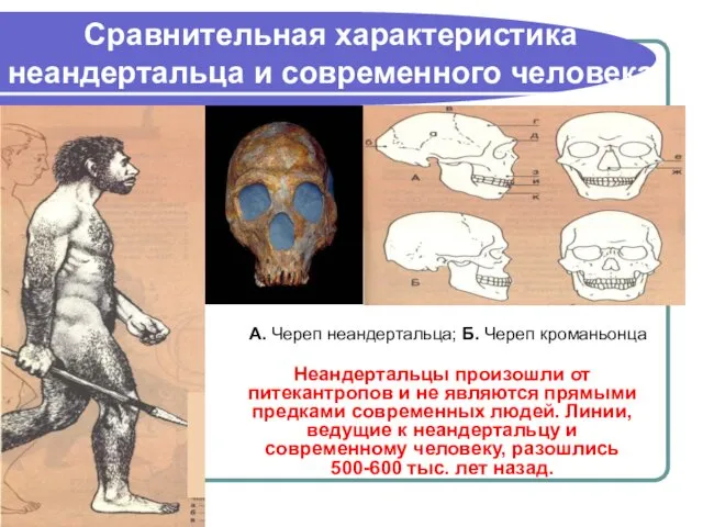 А. Череп неандертальца; Б. Череп кроманьонца Сравнительная характеристика неандертальца и