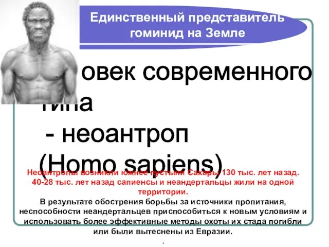 человек современного типа - неоантроп (Homo sapiens) Неоантропы возникли южнее