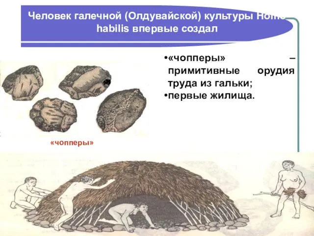 Человек галечной (Олдувайской) культуры Homo habilis впервые создал «чопперы» –