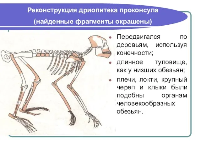 Реконструкция дриопитека проконсула (найденные фрагменты окрашены) Передвигался по деревьям, используя