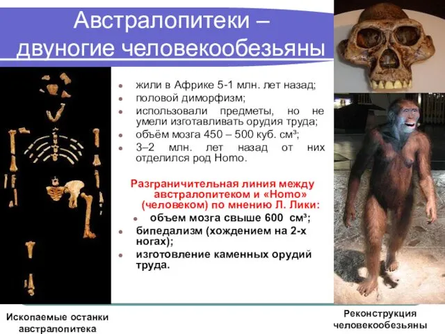 Австралопитеки – двуногие человекообезьяны жили в Африке 5-1 млн. лет