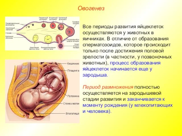 Овогенез Все периоды развития яйцеклеток осуществляются у животных в яичниках.