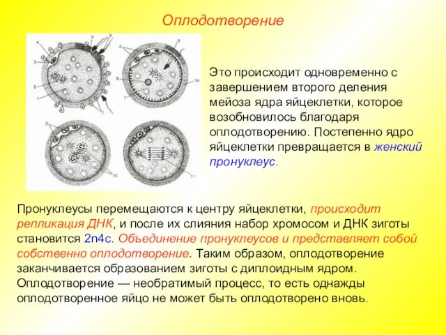 Оплодотворение Пронуклеусы перемещаются к центру яйцеклетки, происходит репликация ДНК, и после их слияния