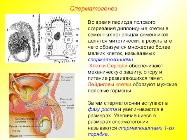 Сперматогенез Во время периода полового созревания диплоидные клетки в семенных канальцах семенников делятся