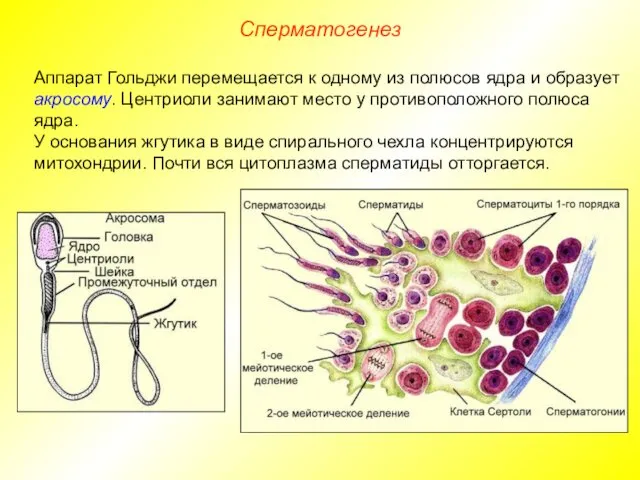 Сперматогенез Аппарат Гольджи перемещается к одному из полюсов ядра и образует акросому. Центриоли