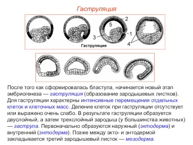 Гаструляция После того как сформировалась бластула, начинается новый этап эмбриогенеза