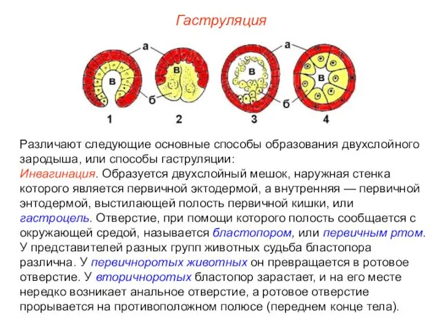 Гаструляция Различают следующие основные способы образования двухслойного зародыша, или способы