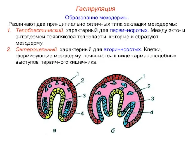 Гаструляция Образование мезодермы. Различают два принципиально отличных типа закладки мезодермы: