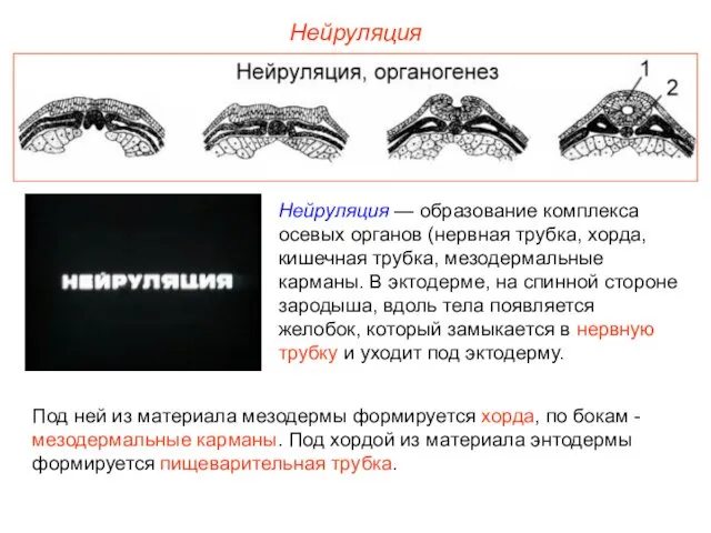 Нейруляция Нейруляция — образование комплекса осевых органов (нервная трубка, хорда,