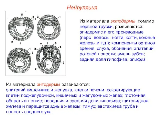 Нейруляция Из материала эктодермы, помимо нервной трубки, развиваются: эпидермис и