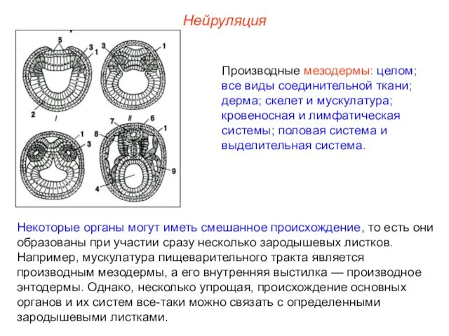 Нейруляция Производные мезодермы: целом; все виды соединительной ткани; дерма; скелет