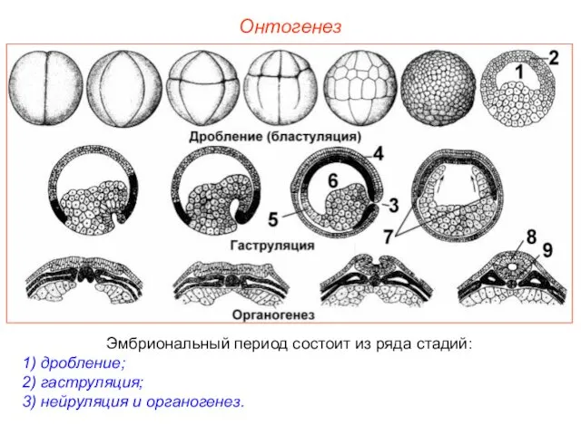 Онтогенез Эмбриональный период состоит из ряда стадий: 1) дробление; 2) гаструляция; 3) нейруляция и органогенез.