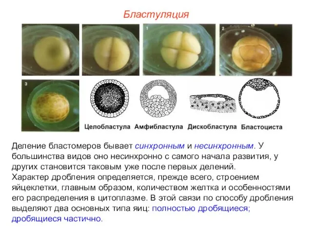 Бластуляция Деление бластомеров бывает синхронным и несинхронным. У большинства видов